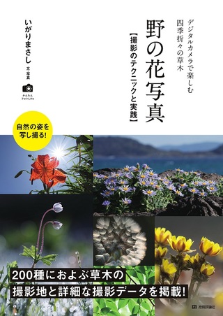 野の花写真